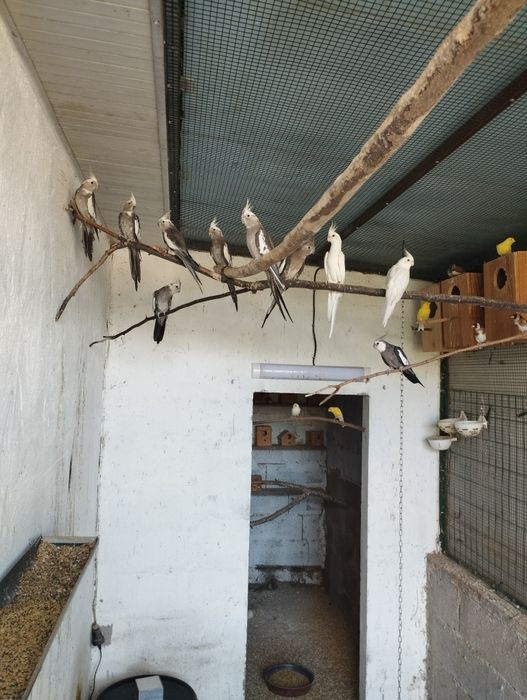 Caturras de fase branca