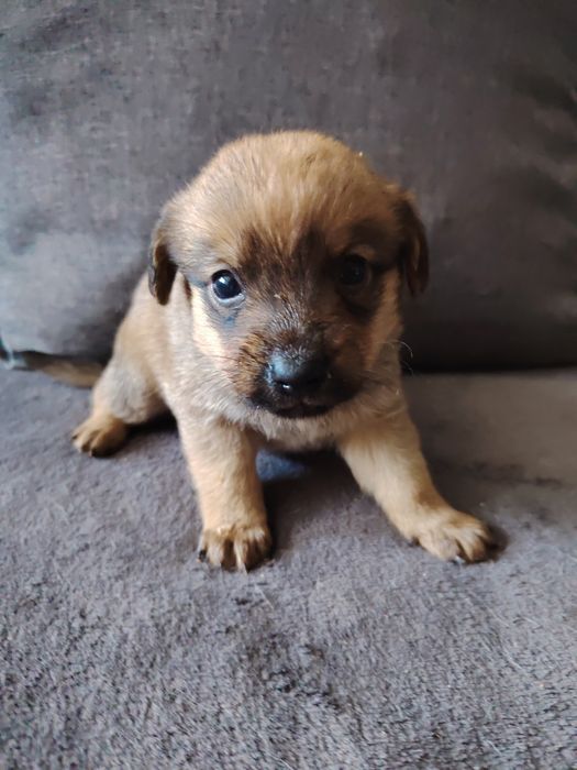 Szczeniaki polecają się do adopcji