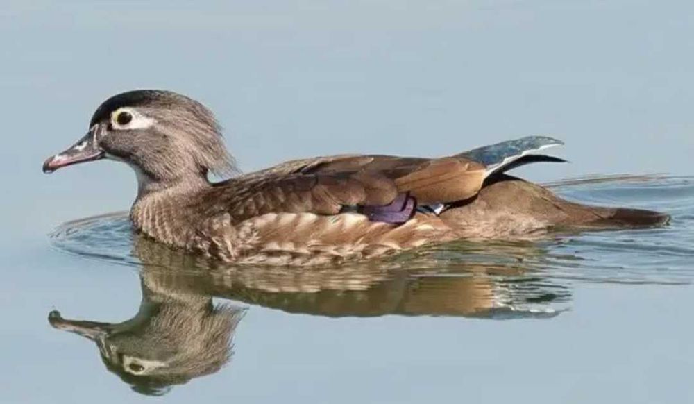 Patos Carolino (fêmeas)