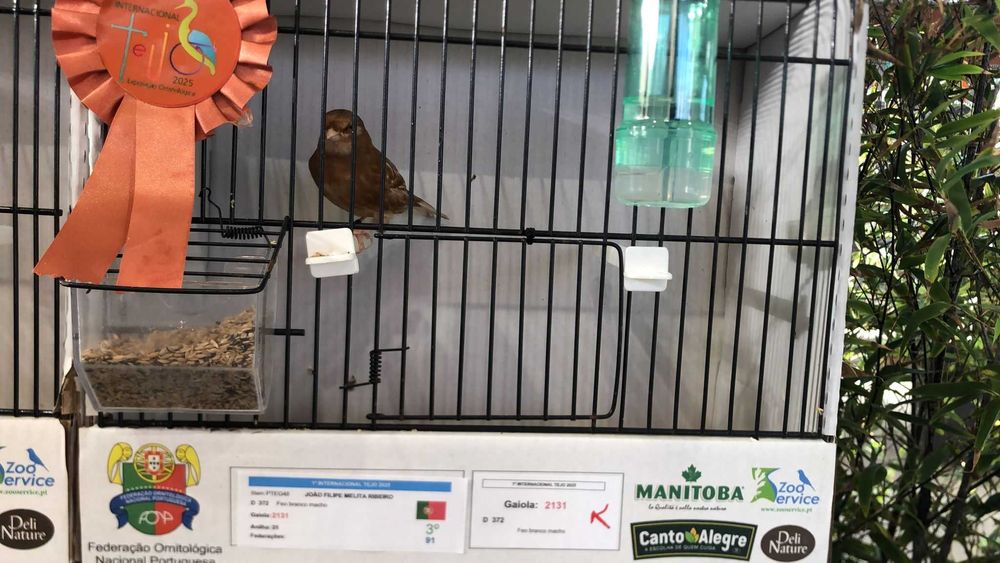 Phaeos amarelos/branco