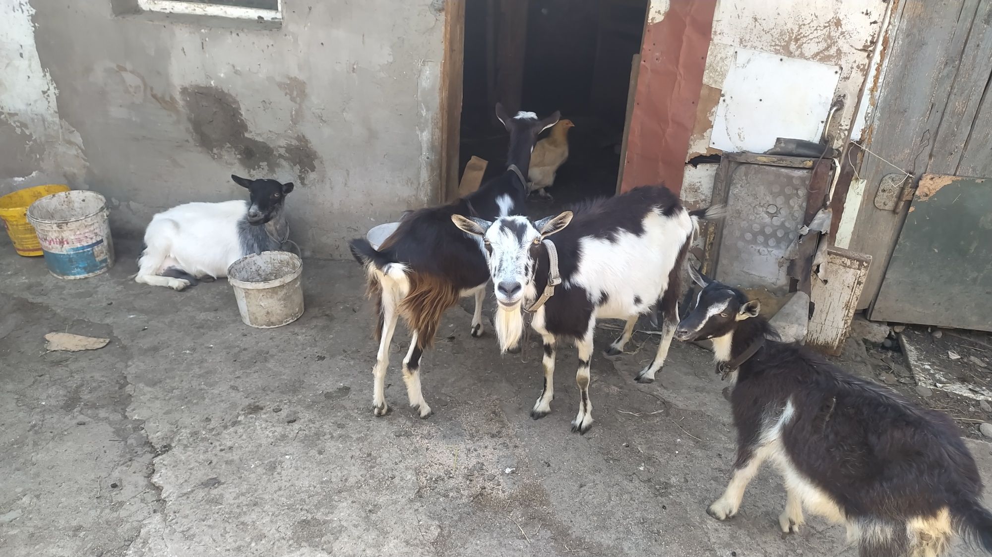 Продаються кози молочної породи