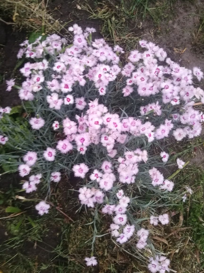 Астра багаторічна,гіацинт рожевий махровий, інші квіти зі свого саду