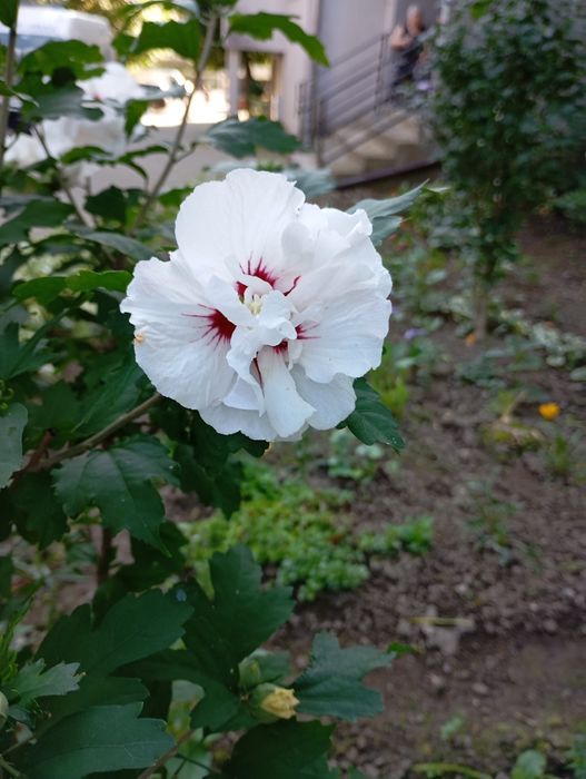 продам саджанці гібіскуса