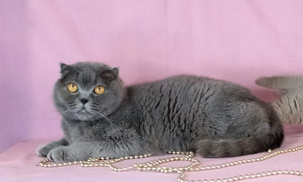 Шотландські кошенята/ шотландские котята