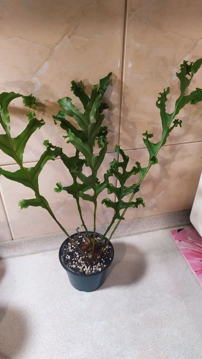 Продам папоротники