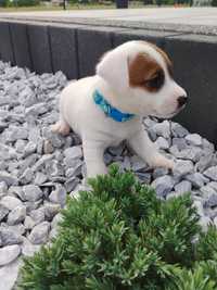 Piesek Jack Russell Terrier