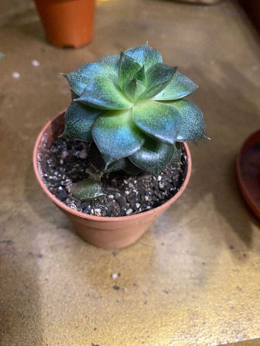 Суккуленты, комнатные растения, обмен могу рассмотреть