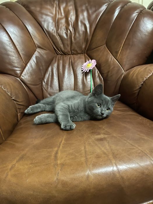 Кошеня Грей. 2 місяці. Киів і область