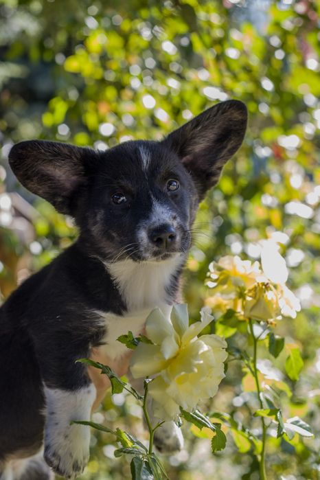 Suczka Welsh Corgi