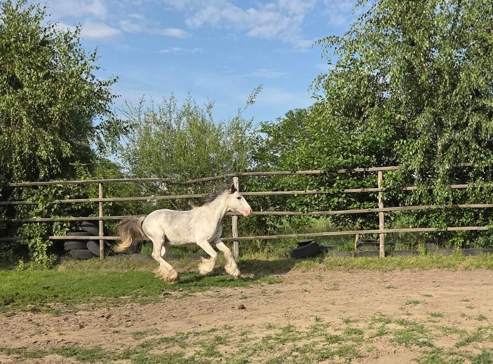 Tinker ogierek  cob