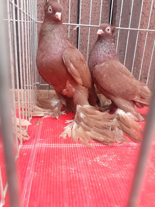 Wywrotki wschodniopruskie gołębie ozdobne