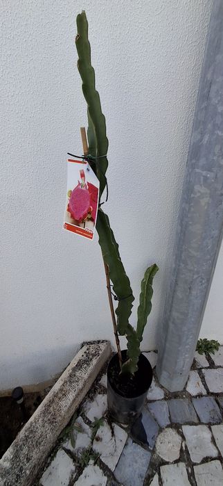 Uma planta pitaya vermelha