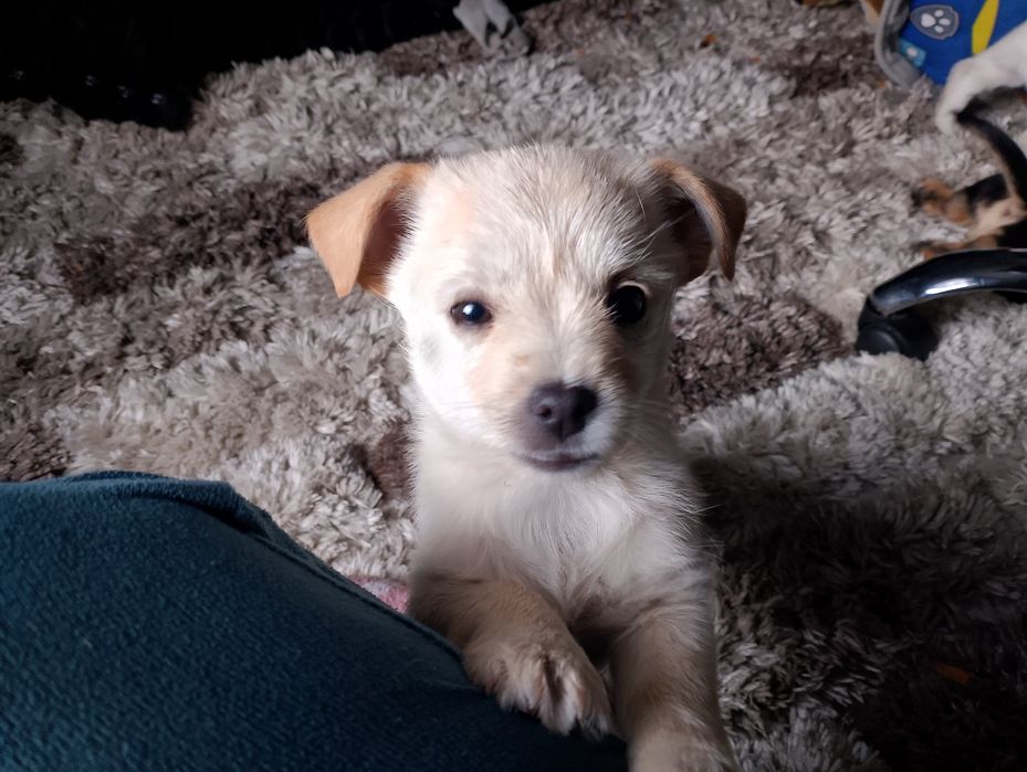 Oddam pieski będą małe