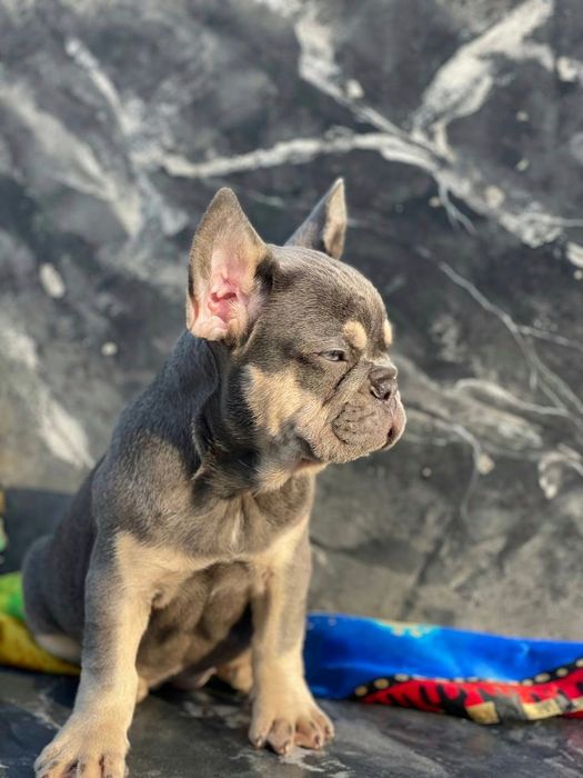 Дівчатка Lilac TYPE !MINI! ідеальні пропорції BLUE & TAN колір