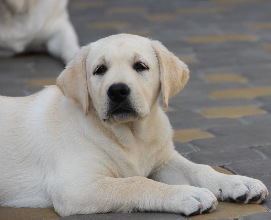 Перспективная девочка.