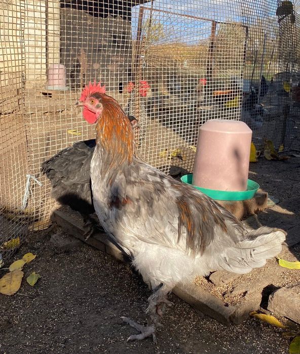 Півні породи Маран чорно-мідний, блакитно-мідний