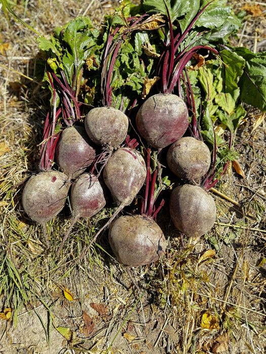 Продам столовий буряк Pablo F1