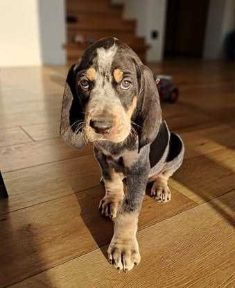 Mały gończy gaskoński FCI / NIE WYŻEŁ, POSOKOWIEC