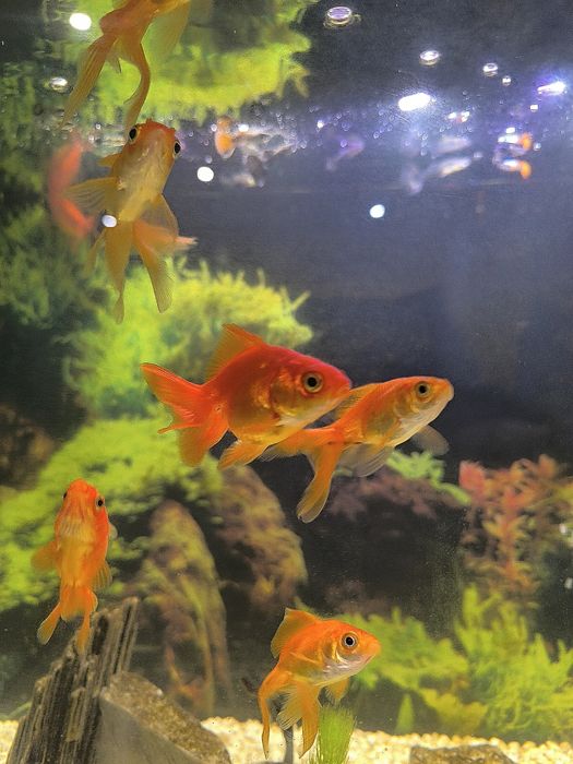 Sprzedam/zamienię welonki