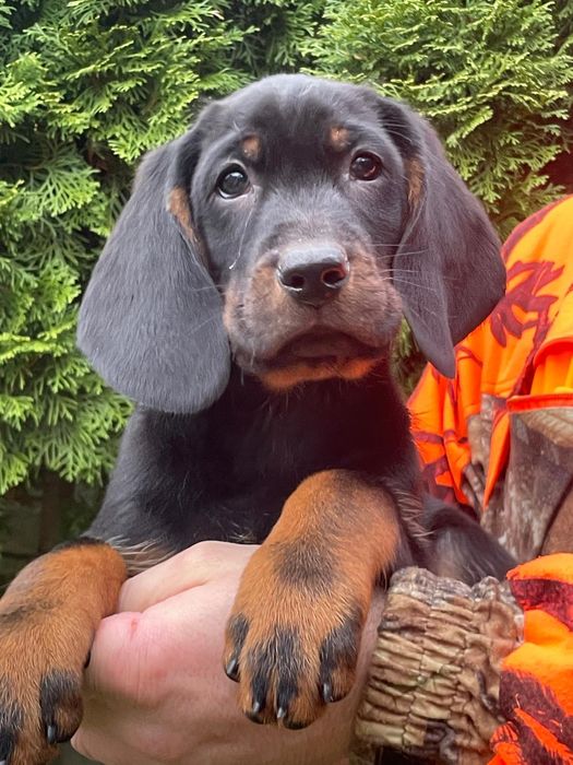 Gończy Polski -Piesek ZKwP