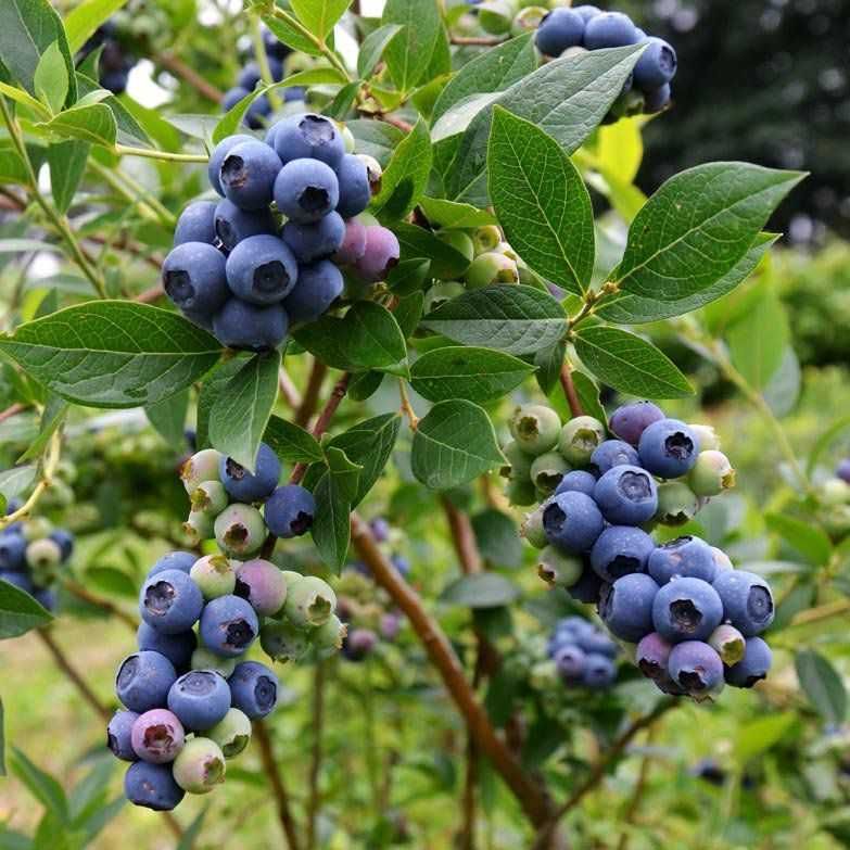 Plantas Frutíferas