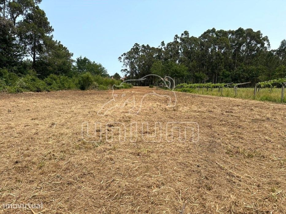 Terreno Agrícola - Alvarães