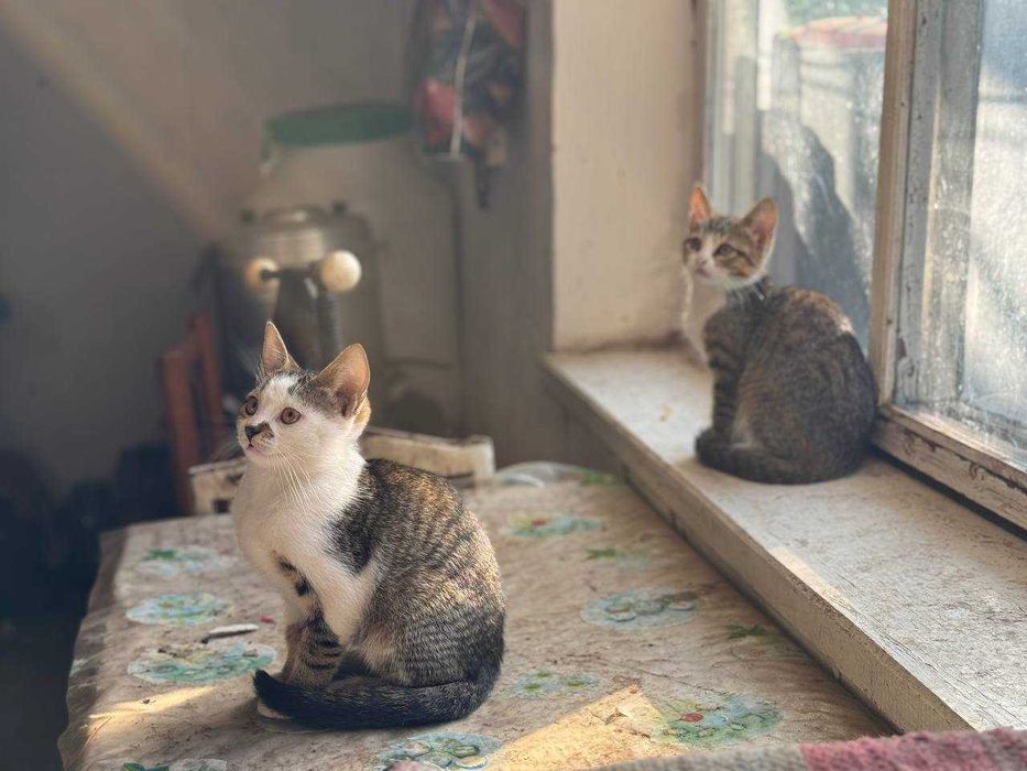 Кошенят в добрі руки