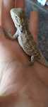 Samiec Agama brodata Hypo green genetic stripe