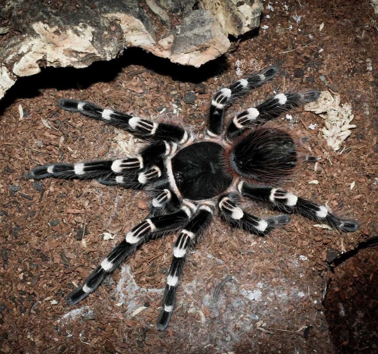 tarantula spider of Ukraine good home pets