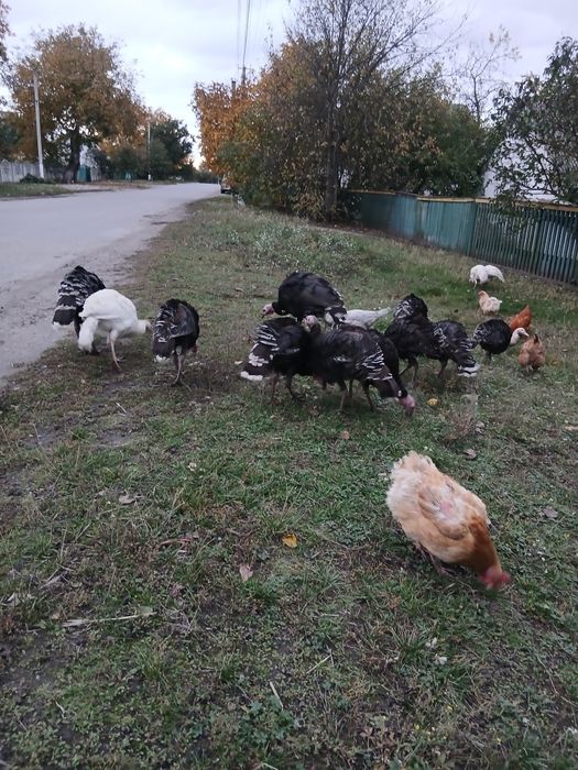 Продам індиків,домашніх,доглянутих,гарних