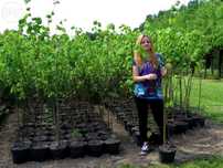 Tilia cordata. Duże sadzonki lipy. Miododajna lipa 7-letnia 150-200 cm