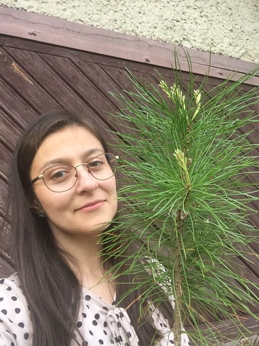 Кедр Корейський, саджанці. Сосна, хвойні. 40-30 см.