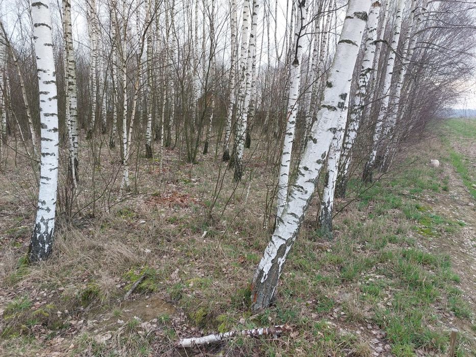 Sprzedam działkę budowlaną z warunkami zabudowy  w pięknej okolicy.