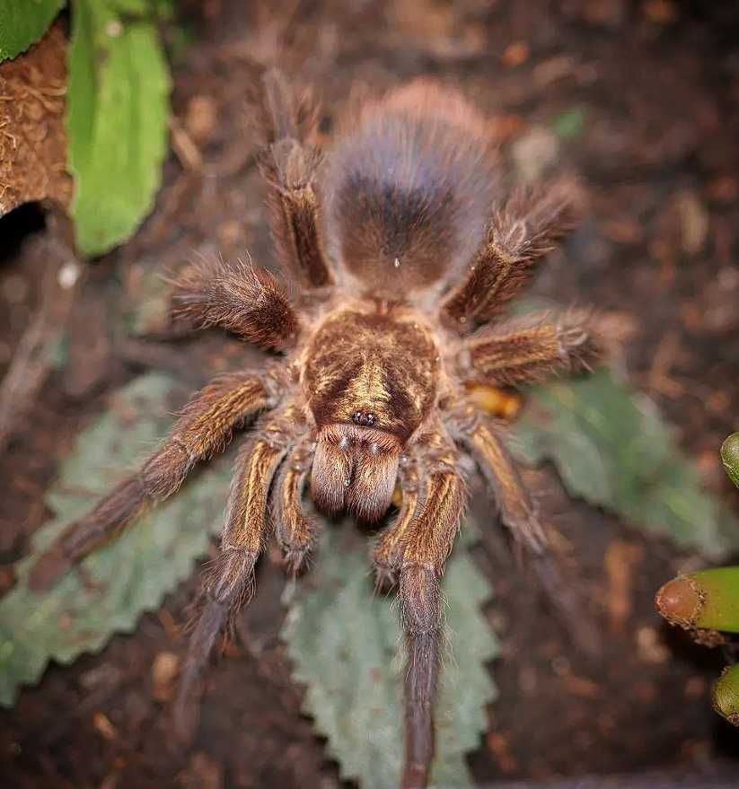 Яркий Паук птицеед с золотым окрасом phormictopus auratus самки L8+