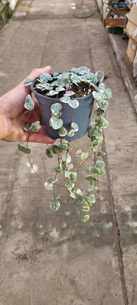 Zestaw 2 roślin Senecio Variegata i Ceropegia Variegata