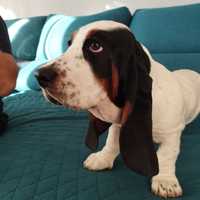 Basset Hound tricolor femia