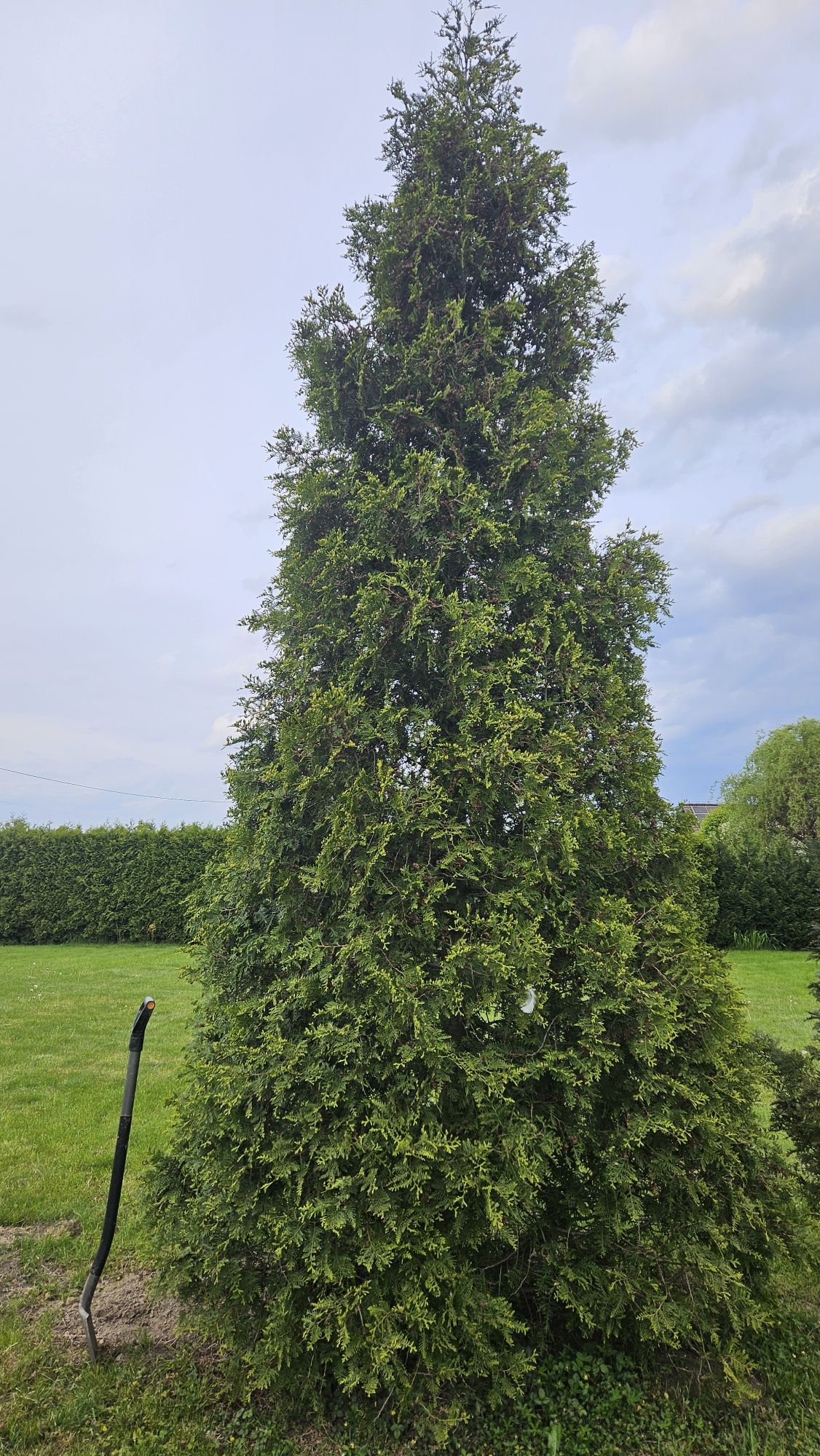 Tuja 5 metrów, thuja, żywotnik
