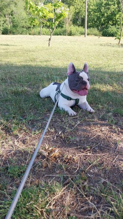 Французький бульдог хлопець, шукає подружку для в'язки. Вік 2 роки.