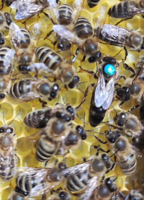 Matki pszczele unasiennione naturalnie do odbioru