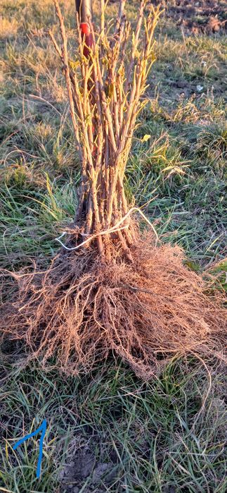 Sadzonki porzeczki porzeczka czerwona Jonkheer van Tets !