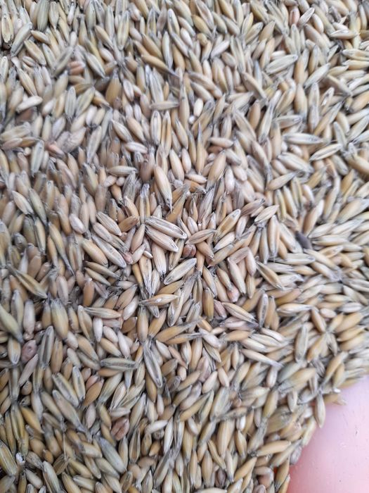 Owies łuskowi i bez łuskowy