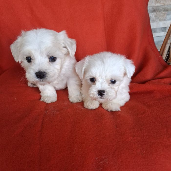 Maltańczyk sunia rodowód +wyprawka