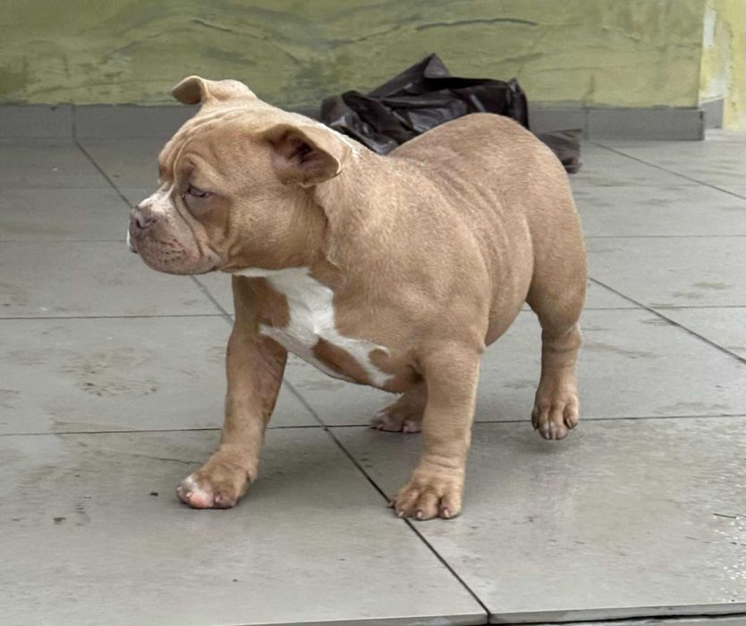 American Bully suczka ABKC