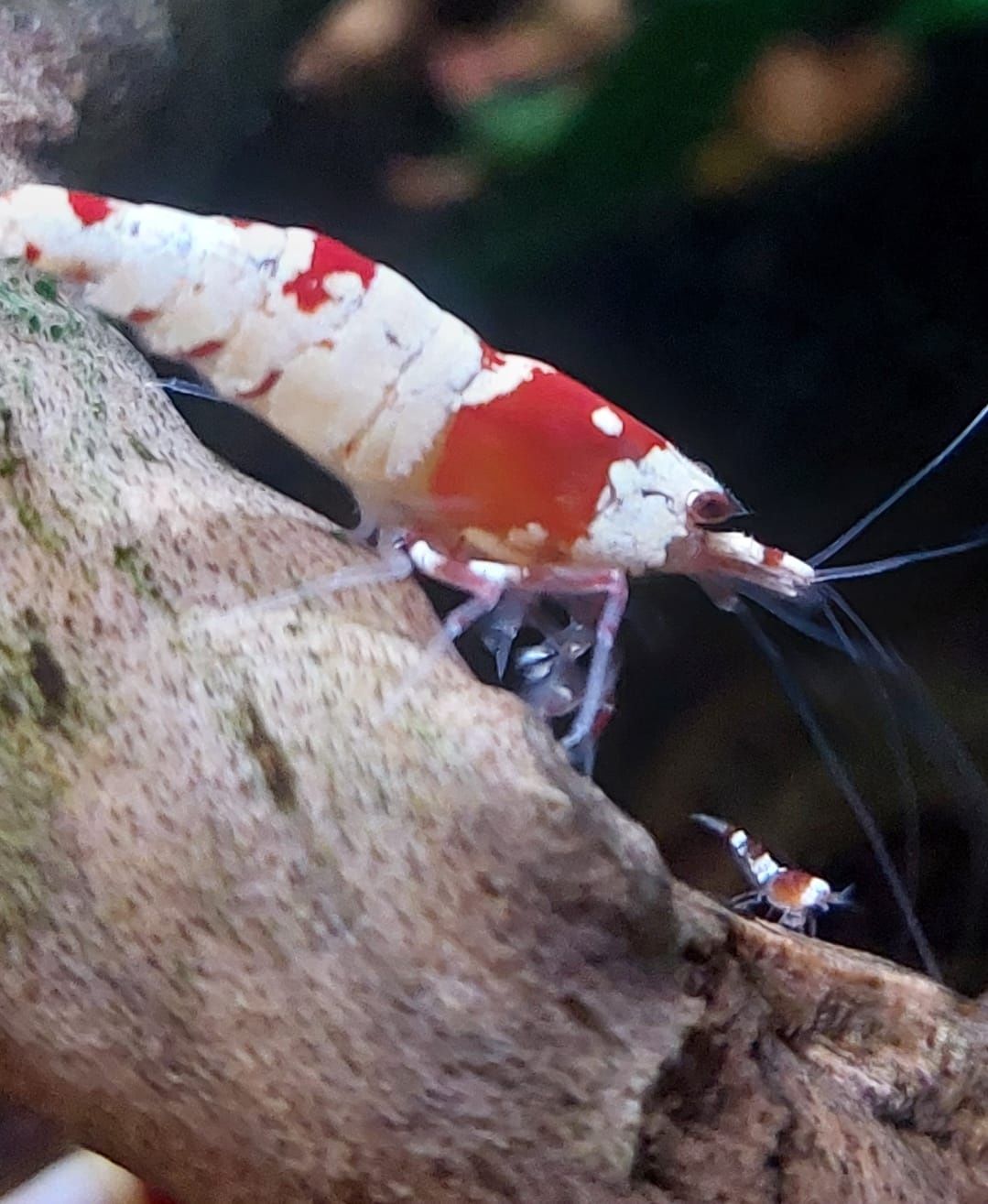 Krewetki caridina PRL cristal