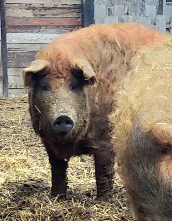 Приватний розплідник свиней породи Угорська пухова мангалиця