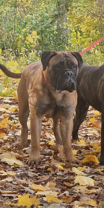 Szczenię Bullmastiff super rodowód FCI