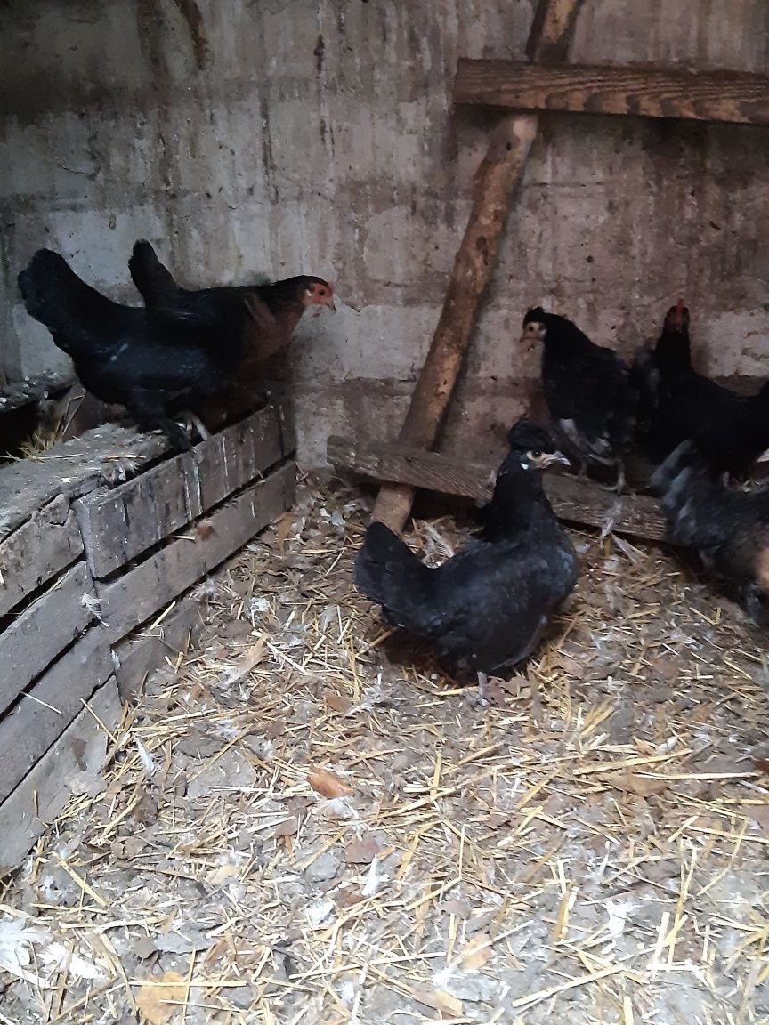 Курочки корольки