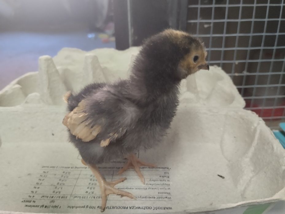 Pisklęta kur vorwerk kurczęta