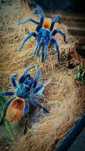 Ptasznik Chromatopelma cyaneopubescens L4