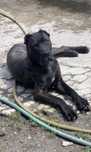 Presa canario 11 meses